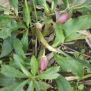 クリスマスローズの花です🌸