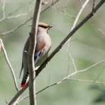 野鳥は可愛い♪ ２