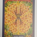 ZIGZAG SPIDER ジグザググモです