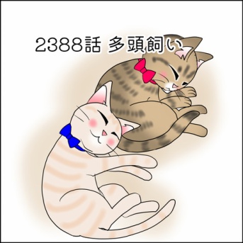 あんこ＆麦2387 多頭飼い