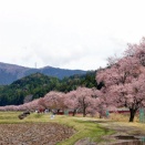 奥矢作ダムの花見
