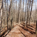 寒風の白髪岩～稲含山2026.4.8➁