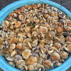 奥飛騨　うちのペンションBlog