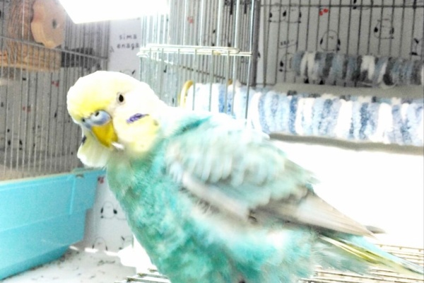 PBFDそらちゃんと☆あむしろインコ日記☆ - セキセイインコ