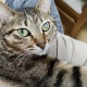 ワイの猫可愛い