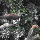 カラスに獲物を狙われる  ミサゴ（鶚）。セグロセキレイ。