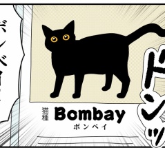 ポルちゃんの猫種