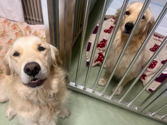 シェルター通信です🩷