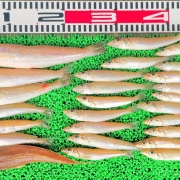 2026年8月1日　釣果