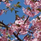2026年3月8日 雨引山･丸山