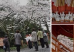 春爛漫