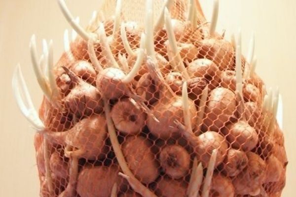 Kochan S ベランダ菜園blog マンションガーデニング 家庭菜園 仙台グルメ キャンペーン情報等 サフラン