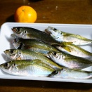 ジグサビキでアジ爆釣！-淡路島、湊港　2025年11月21日（金）-