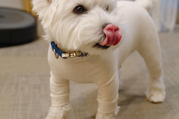 たかシェフのおうちごはん と 白い犬 と チワワ 鼻 Powered By ライブドアブログ