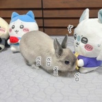 ブンチョ日誌