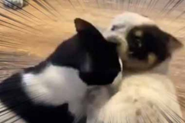 猫の動画 ねこわん！ - ケンカ