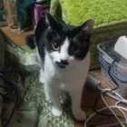 �إ륫�٤β���