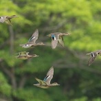９月の野鳥予報