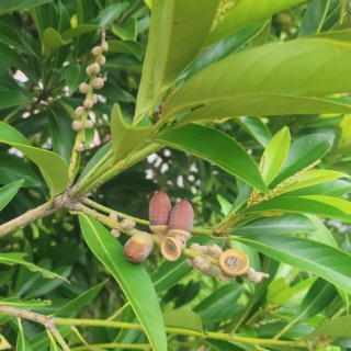 倉木麻衣 オフィシャルブログ