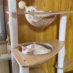 猫々