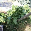 ホウレンソウ収穫