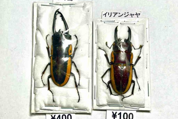 ばいおの採集日記 - クワガタ