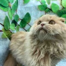 スコティッシュフォールド君のご紹介