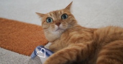 サンマ好き（？）の猫♪