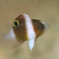 7月20日　ヒメツバメウオ