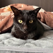 夫の今日の猫自慢