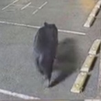 【動画】宇都宮の熊ｗｗｗｗｗｗｗｗ