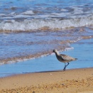 １１月１８日　火曜日　ミヤコドリ撮影の合間に出会ったオオソリハシシギです