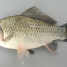 釣りは終わりのない旅：第一弾少年編　2/23