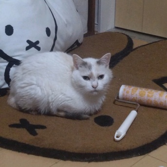 実物のﾈｺﾁｬﾝたちセカンド98