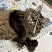 昼寝の場所が見つかってしまったマロちゃん