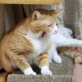 もう借りる猫。