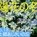 上郷あじさいの丘動画