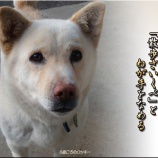 『ロッキー3世誕生』の画像