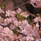 メジロ河津桜2　2026.2.26