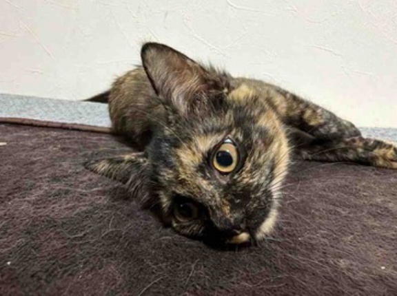 子猫は「空間」で育つ　20251118