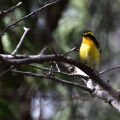 美しき野鳥…キビタキ