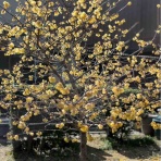 今日から3月、少し歩けば花がいっぱい