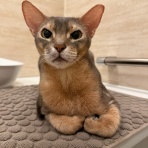 おうちごはんとおかしとねこ