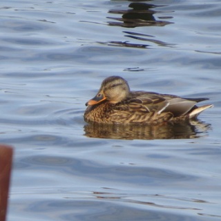 花鳥いろいろ 四季の野鳥