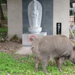 NPO犬猫みなしご救援隊・代表ブログ・みなしご庵へようこそ