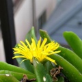 ベランダに咲く花
