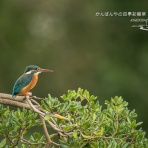 かんばんやの四季彩翡翠