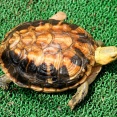 セマルハコガメの色彩変異個体が孵化！