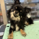 トリミングに来てくれました♪