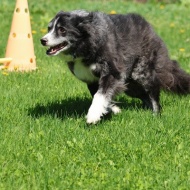 【犬のいる幸せ】明るい陽射しにたんぽぽに♪笑顔がいっぱい春爛漫♪♪